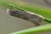 Elachista sp.